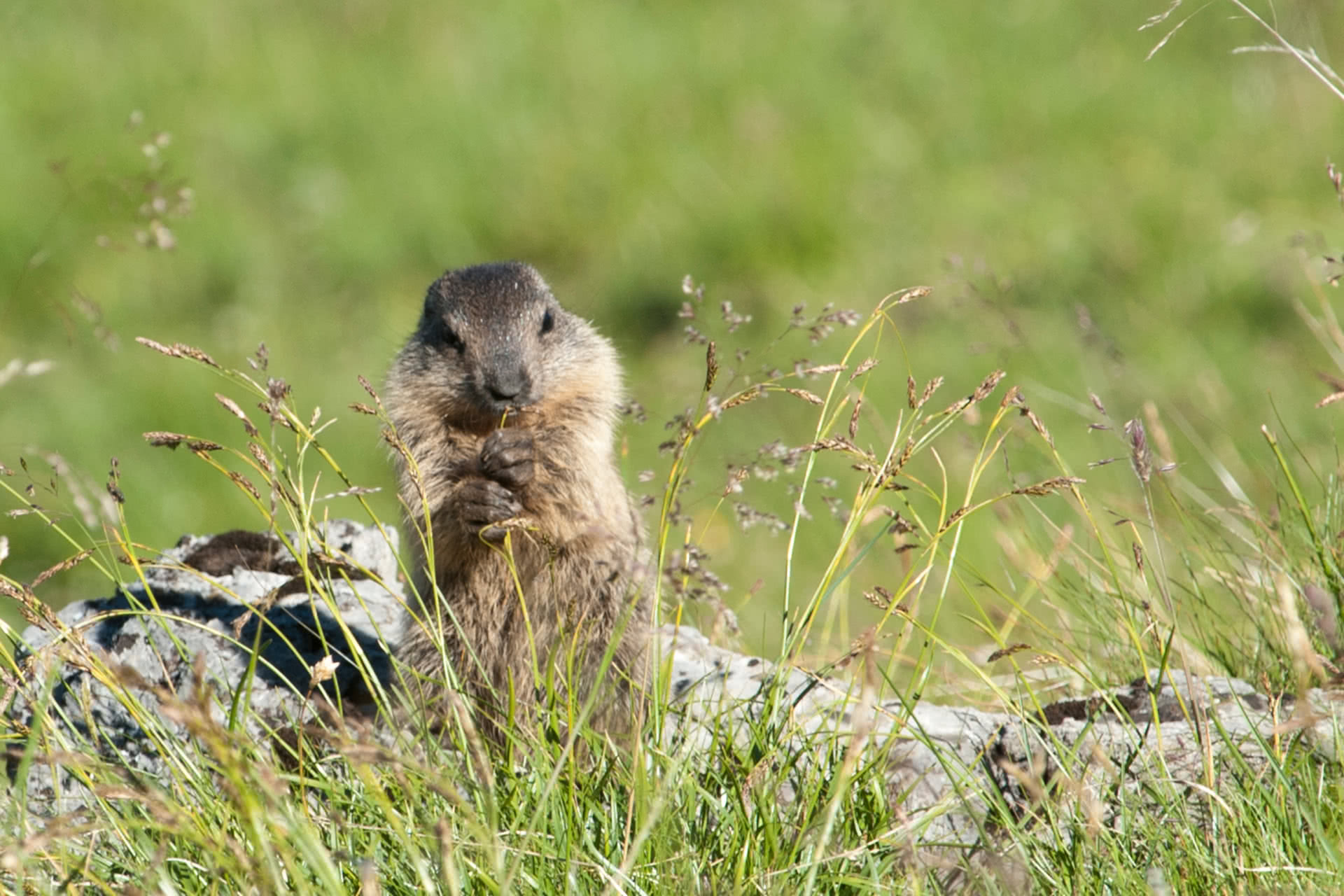 Marmotta